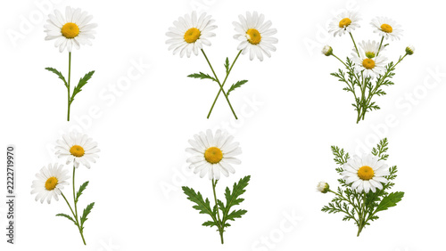 Six white daisies with yellow centers, green stems and leaves arranged in varied single stems and small clusters on a transparent background