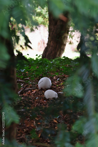 Giant puffball mushrooms (calvatia gigantea) growing on forest floor surrounded by leaves; wild growing fungi in woodland landscape, natural environment and botany scene