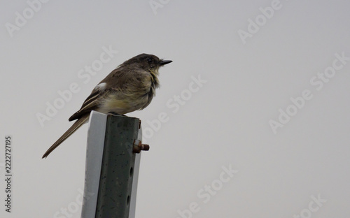 Fotografie an eastern Phoebe perched on a fence post