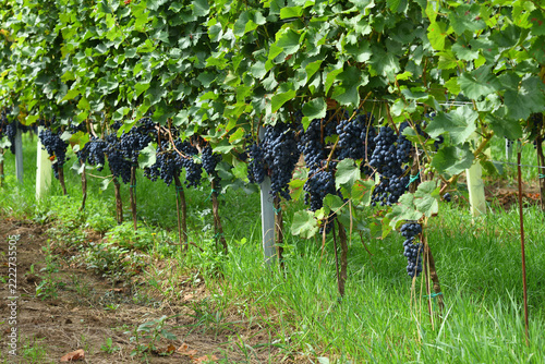Heavy Clusters of Ripe Red Grapes Hanging in Low Vineyard Row
