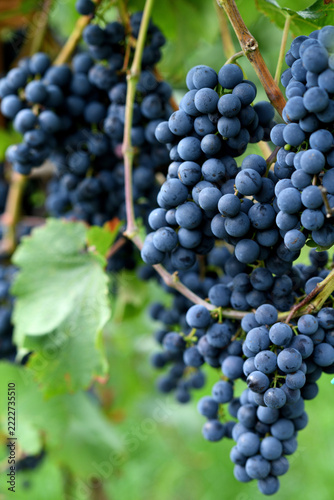 Vertical Macro Close Up of Ripe Dark Blue Grapes on Vine