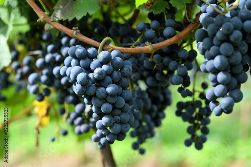 Abundant Ripe Dark Blue Grapes Hanging on Vine Branch in Vineyard