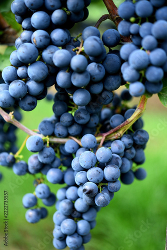 Vertical Macro Shot of Dense Ripe Blue Grapes with Natural Bloom