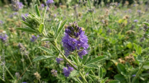 Blooming purple flowers in a lush green meadow