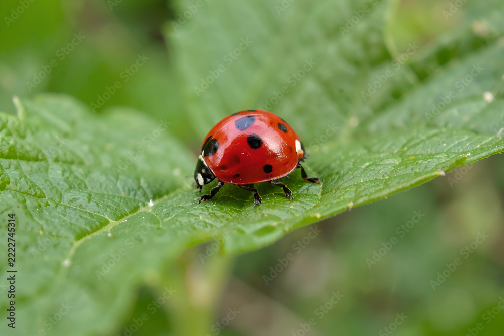 Obraz premium Eye-level close-up of a red ladybug with spots on a green leaf and garden background