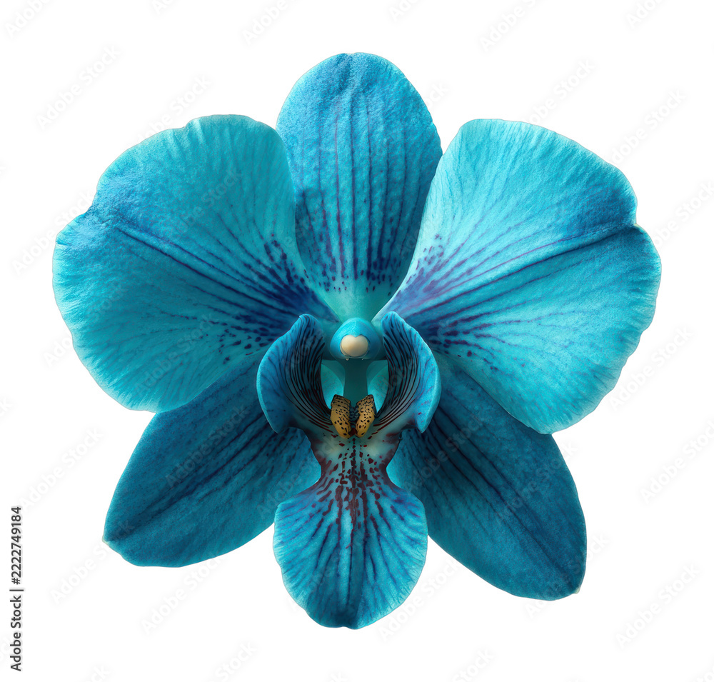 Naklejka premium PNG Vibrant blue orchid blossom.