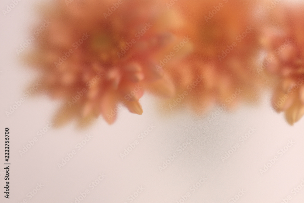 Fototapeta premium Smoke selected soft focus autumn chrysanthemum, aster Flower bouquet through translucent matte frosted glass. Abstract natural blurred grain light fog background.