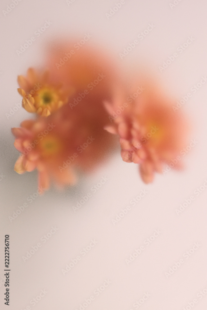 Fototapeta premium Smoke selected soft focus autumn chrysanthemum, aster Flower bouquet through translucent matte frosted glass. Abstract natural blurred grain light fog background.