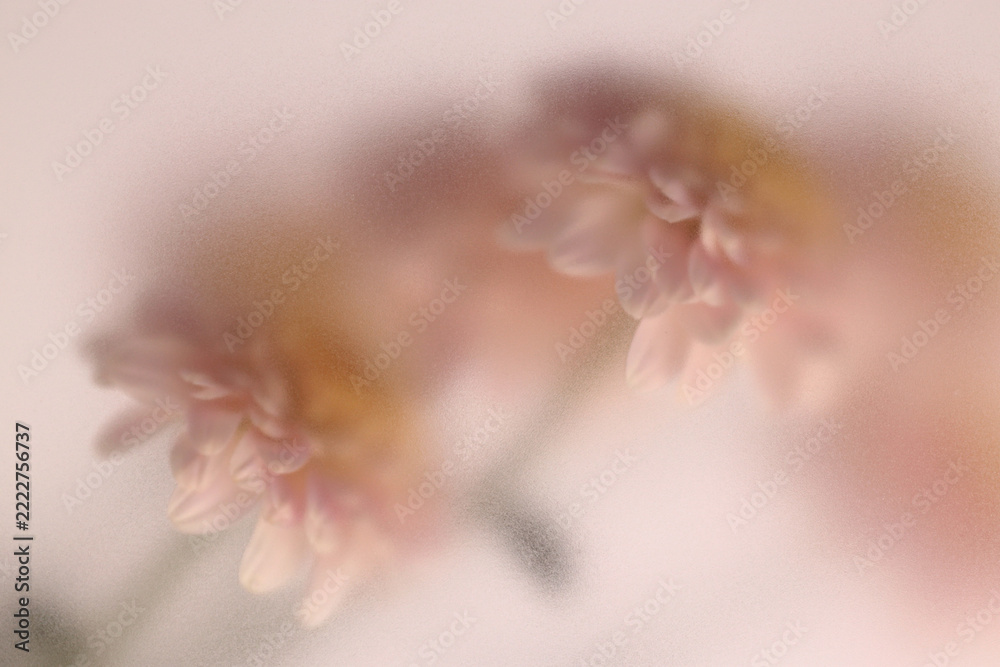 Fototapeta premium Smoke selected soft focus autumn chrysanthemum, aster Flower bouquet through translucent matte frosted glass. Abstract natural blurred grain light fog background.