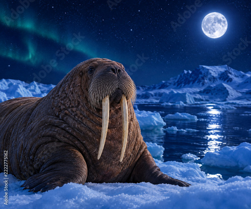A walrus in the arctic at night