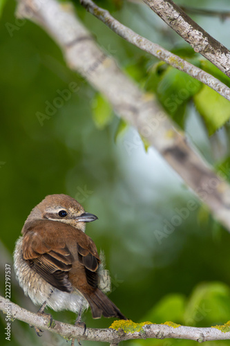 Red-backed shrike (Lanius collurio) peeking from the bottom of the frame under tree branches, copy space