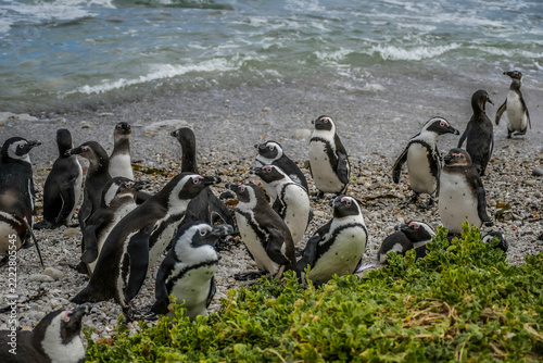Penguin colony in Betty's bay in stony point nature reserve