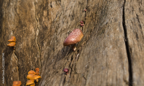 Colorful wild mushrooms growing on weathered dead olive tree trunk