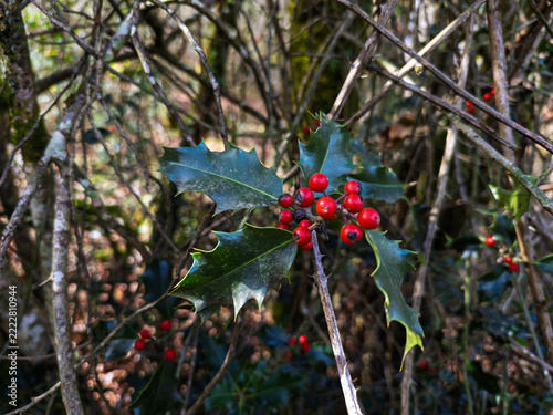 Holly plant with red berries in winter forest
