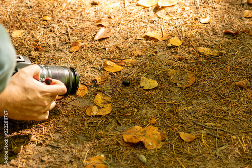 Photographer captures a beetle with a camera on the autumn forest floor