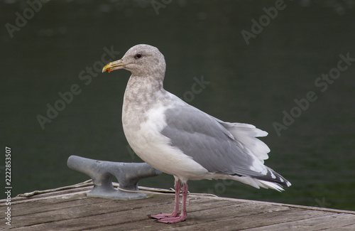 Glaucous-winged Gull on Pier, Homer, Alaska