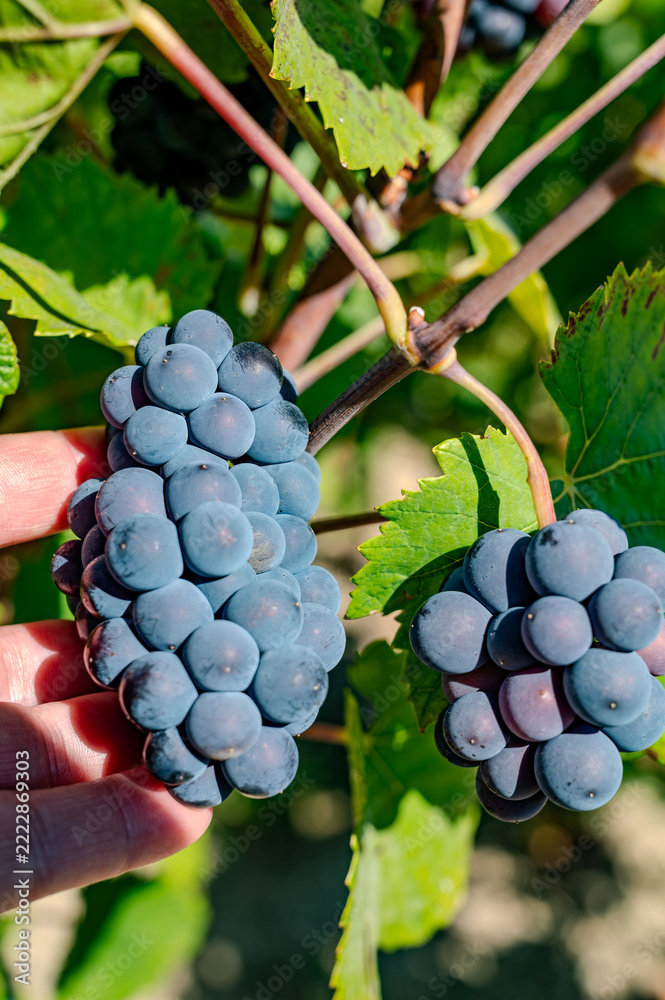 Naklejka premium Pinot Noir wine grape harvest in France, in regions Champagne, Burgundy, Alsace, Loire, making of iconic french dry red wines, bunch of grapes in hand of picker