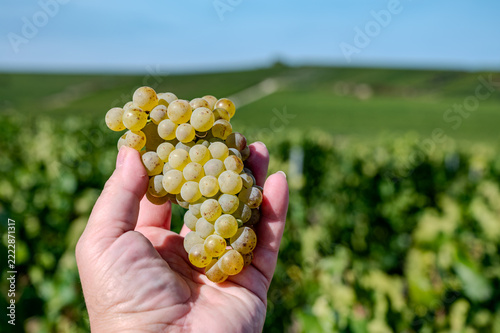 Worker with ripe Chardonnay grapes during harvest in France, Champagne Blanc de Blancs, Burgundy’s Chablis and Montrachet, Chardonnay wines from the Loire Valley.