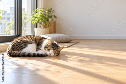 Brown tabby cat sleeping in warm sunlight in Japanese apartment
