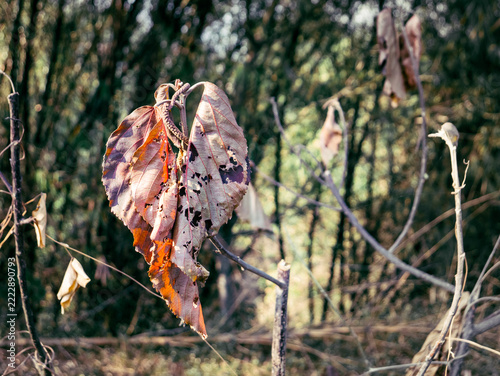 Dried Brown Leaf With Holes Still Attached To Tree Branch
