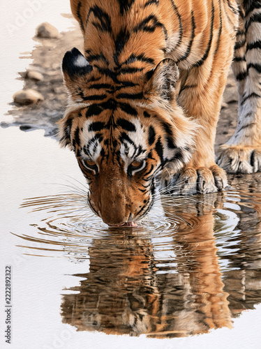 Detailed watercolor of a tiger drinking from a shallow pool, with gentle ripples and clear reflection