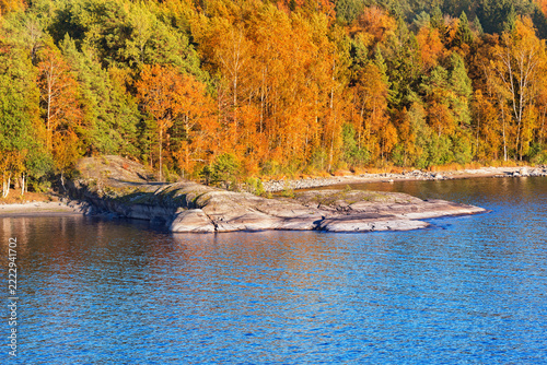 Autumn forest by the lake. Ladoga lake. Karelia.
