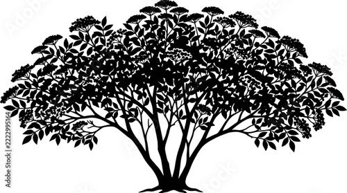 Silhouette of a large flowering tree with many branches and leaves.