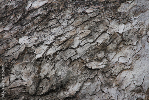texture of old tree bark