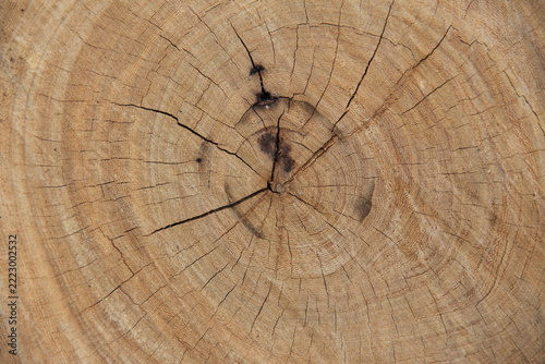 wood cross-section texture