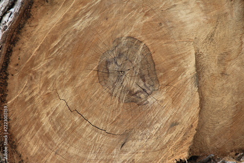 wood cross-section texture