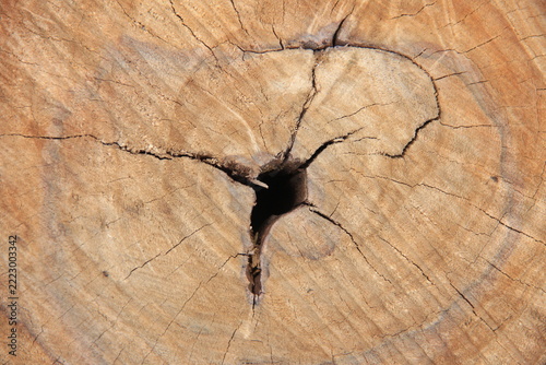 wood cross-section texture