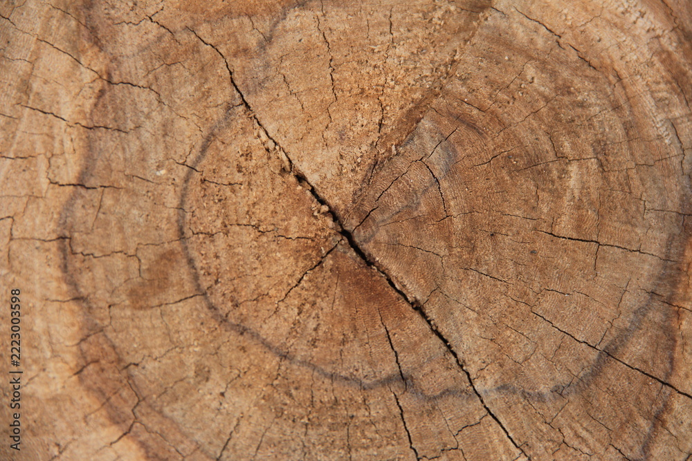 Fototapeta premium wood cross-section texture