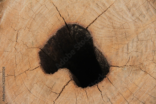 wood cross-section texture