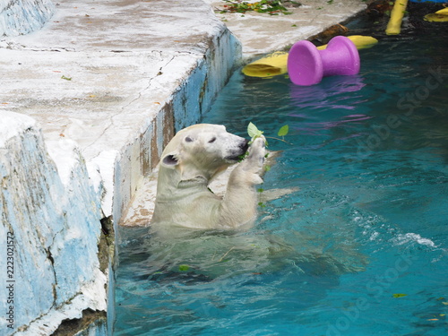 Polar bear swimming in a zoo pool and playing with a colorful toy