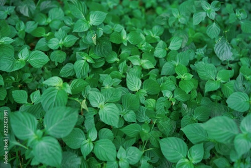 Close-Up of Overlapping Green Leaves with Natural Vein Patterns