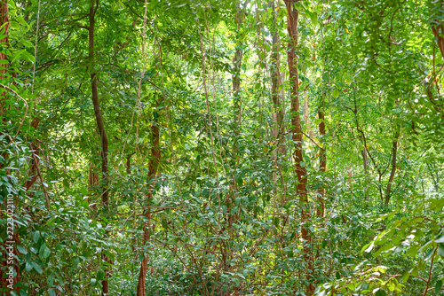 Dense Green Woodland with Layered Trees and Foliage