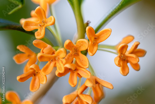 キンモクセイの花のマクロ撮影