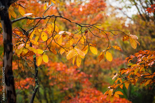 秋の軽井沢　雲場池の紅葉