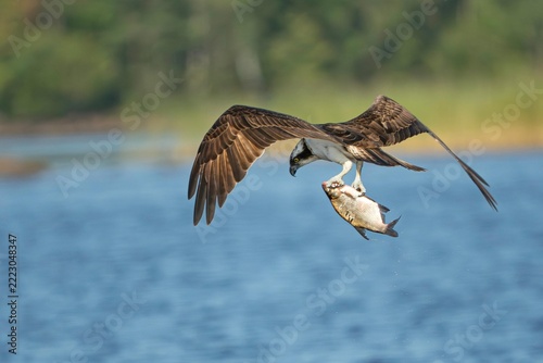 An osprey bird of prey in mid-air flying over blue water while carrying a freshly caught fish in its talons.