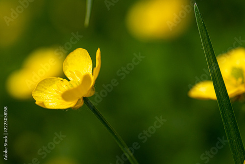 Yellow buttercup (Ranunculus) flower blooming in spring meadow