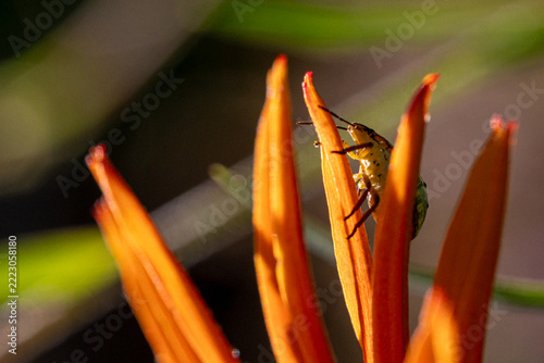 Insect like the rice stink bug exploring bright orange tropical flower petals