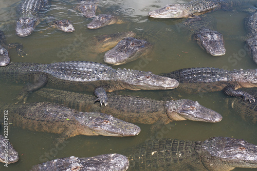Alligators all around