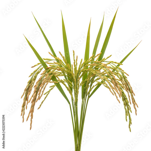 Green palm plant with brown seed pods
