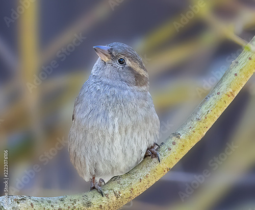 close up of a House Sparrow perching on a branch