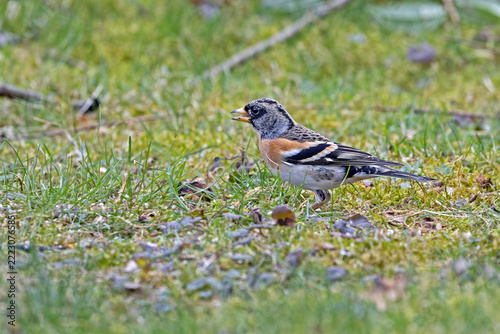 Close-up of a male brambling.