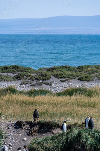 Fotografie Outdoor scene with a close-up of a King Penguin - Aptenodytes patagonicus- on Tierra de Fuego, in Southern Chile