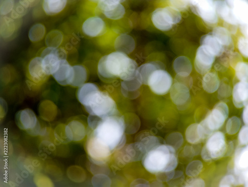 Natural Green Bokeh Background with Sunlight