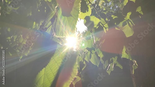 Bright sun shining through green leaves on warm summer evening. Rays of sunshine breaking through leaves. Green leaves on tree and shining rays of sun. Sun beams on street. Nature. Natural background