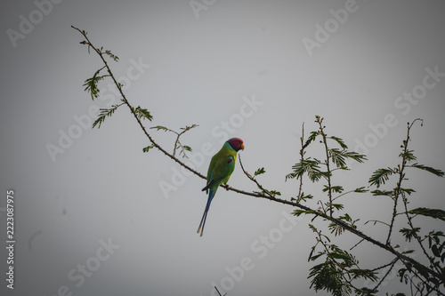 Canvas Print A plum-headed parakeet with a reddish head and vivid green plumage perches on a thin branch against a hazy overcast sky, photographed in Masinagudi, Tamil Nadu, South India