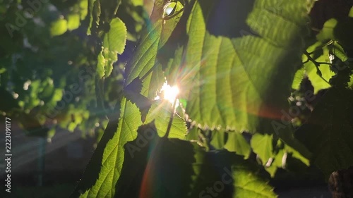 Bright sun shining through green leaves on warm summer evening. Rays of sunshine breaking through leaves. Green leaves on tree and shining rays of sun. Sun beams on street. Nature. Natural background